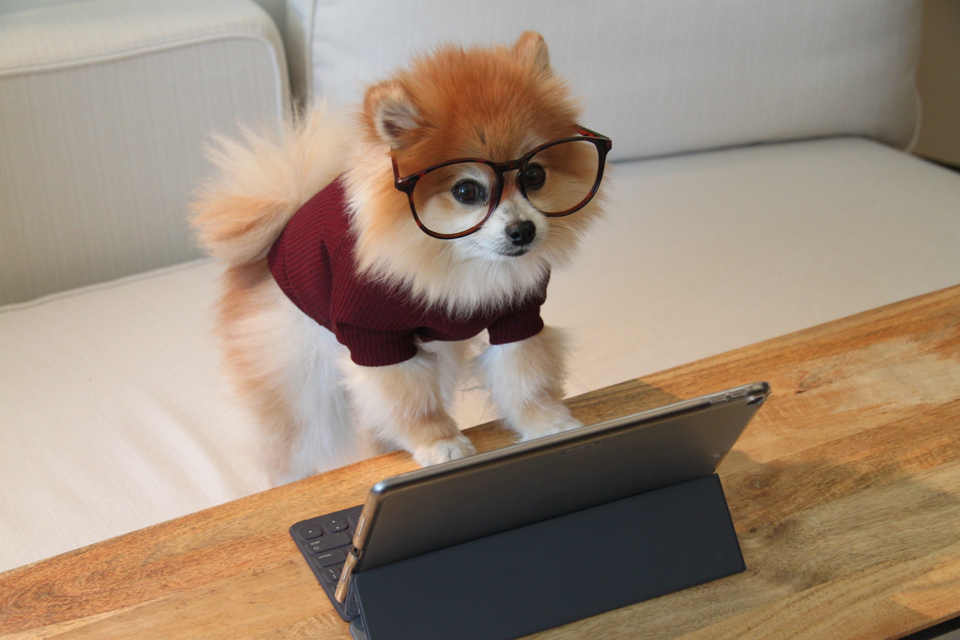 Pomeranian working on an iPad