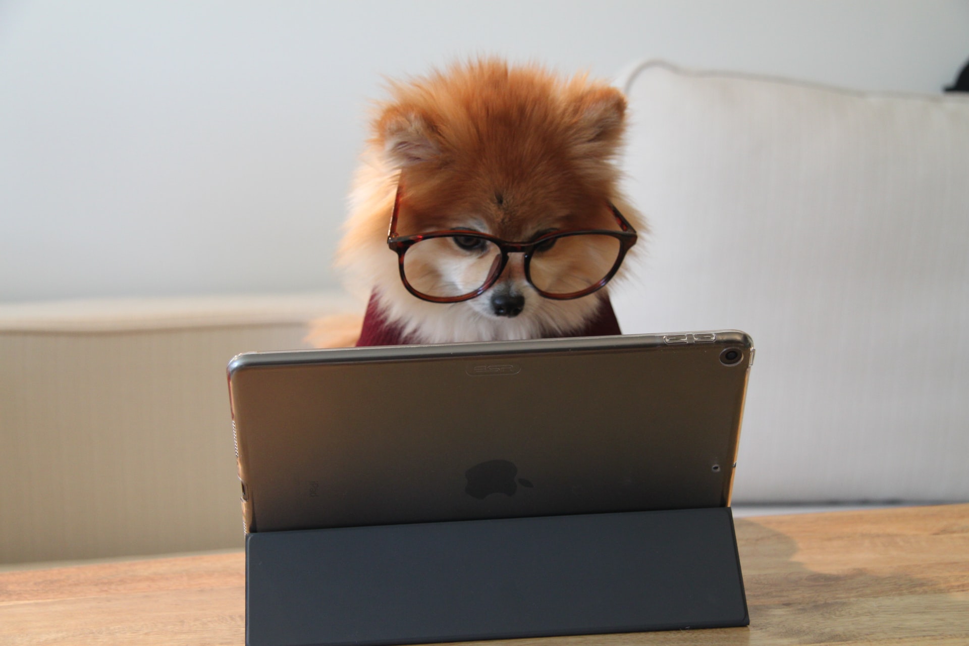 Pomeranian working on an iPad